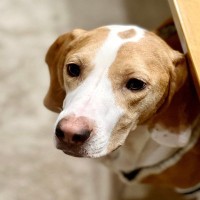 犬に絶対やってはいけない『飼い主の行動』6選　愛犬を不幸にするタブー行為とは？