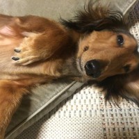 犬が『撫でて』と言っているサイン5つ　絆を深めるためにおすすめのスキンシップまで