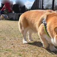 ドッグランを訪れた犬→周りの犬が元気すぎて…馴染めずに見せた『切ない表情』に3万いいね「顔に悲壮感が漂ってる」「私と同じタイプｗ」と反響