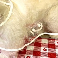 雨の日散歩のため『犬にレインコートを着せた』結果…『一旦考えさせて』思っていたのと違う光景に3万いいね「不服そうで草」「笑い止まらんｗ」