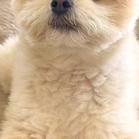 イタズラをした犬→『反省しているかな』と振り返ると…思っていたのと違う『まさかの態度』に2万いいね「偉そうで草」「黙秘権ｗｗ」と爆笑