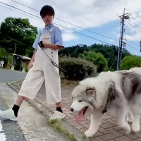 小学6年生の女の子が『40キロの大型犬』を散歩した結果→大人顔負けの『頼もしすぎる光景』が18万再生「ベストフレンド」「憧れます」と称賛