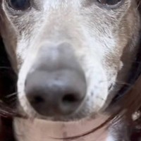 Amazonで『犬用のカツラ』を購入→被せてみた結果…「研ナオコｗｗ」「国語の先生にいそうで草」思っていたのと違う光景が117万再生