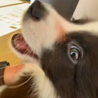 初めて『動物病院』にやってきた子犬→待合室で怖くなってしまい…『恐怖で泣いちゃう光景』が10万再生「可愛すぎる…」「抱きしめてあげたい」