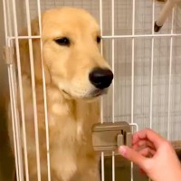 なかなかケージに入らない大型犬→なんとか入れようとした結果、扉に挟まってしまい…『まさかの表情』が91万再生「吹き出したｗ」「たまらん」