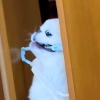 どうしてもハンガーを運びたい犬→扉に引っかかってしまって…思わず応援したくなる『必死すぎる光景』が54万再生「犬生1周目」「吹いたｗｗ」