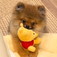 ぬいぐるみをくわえる赤ちゃん犬→眠気に襲われた結果…悶絶級に可愛い『電池切れの瞬間』が47万再生「どっちがぬいぐるみ？ｗ」「たまらない」
