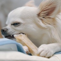 犬が『喉に詰まらせやすい』危険なモノ５選　誤食させないための対策まで