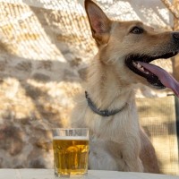犬に『炭酸飲料』を飲ませるリスクとは？誤飲した場合の適切な対応まで解説