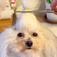 犬の『ちょんまげ』をまとめて切った結果→予想を超える『衝撃の髪型』が176万再生「えのきみたいで草」「可愛いわたあめｗｗ」と爆笑続々