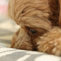 犬が『孤独だ』と思っているときのサイン５選　どんな場面で寂しいと感じるの？対処法まで解説