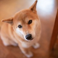 犬が『ごめんね』と言っているサイン５選　叱られた後に反省しているかどうかを判断する方法まで
