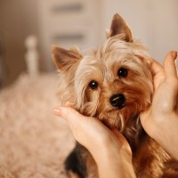 『ネガティブな飼い主』が愛犬に与える悪影響とは？日々の接し方で注意すべき行動まで