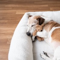 犬が快適だと感じるベッドの特徴5つ　愛犬がリラックスできる寝床の共通点とは？