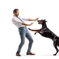 犬が『人に飛びかかる』リスク4つ　他者とのトラブルを引き起こすことも…