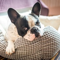 愛犬のベッドはどれぐらいの頻度で洗うべき？理想的な洗濯方法や注意点まで解説
