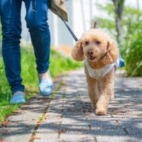 犬にとっての最適な『散歩のタイミング』とは？一日どのくらいの距離を歩くべき？