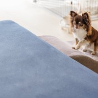 犬が『高所に登ろうとする』心理５選　やめてほしい場合にすべき適切な対処法まで