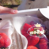 犬が『大好物のいちご』を見た結果→絶対に無視できない『反則すぎる表情とおてて』に17万いいね「アザラシで可愛い」「素晴らしい」と悶絶