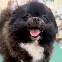 病院の診察台で笑顔を見せていた犬→『注射』と聞こえた瞬間に…もはや別犬な『わかりやすい表情』に反響「即オチ２コマ漫画で草」「可愛いｗ」