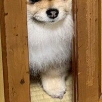 『餅つきをするから』と締め出された犬→ドアの隙間から…思った以上に『不服そうな表情』に23万いいね集まる「めちゃ良い顔ｗ」「怒ってて草」