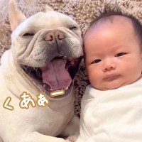 赤ちゃんの横で、犬が『大きなあくび』をした結果→影響を受けてしまい…あまりにも尊い光景が179万再生「最高に可愛い」「なにこの幸せ空間」