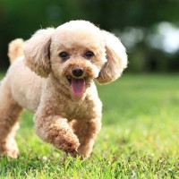 犬が『大喜び』しているときにみせるサイン５選　愛犬との生活で幸せを感じてもらう方法とは？