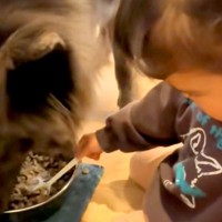 女の子が『赤ちゃんの頃からオオカミ犬と一緒に育った』結果→深い絆で結ばれた『お互いの行動』が14万再生「優秀なボディーガード」「素敵」