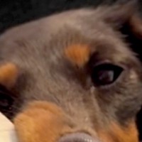 アイスのおねだりに失敗した犬→完全に拗ねてしまって…思わず笑う『ふてくされた表情』が12万再生「大変なことになってて草」「ピカソの絵」