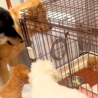 ケージで寝言をいう子犬→先輩犬たちが『どうしたんだろう』と集まって…尊さが大渋滞している光景が52万再生「優しい世界」「愛が溢れてる…」