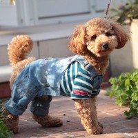 犬に強要してはいけない『人間の習慣』4つ　愛犬にストレスとなる日課とは？