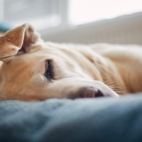 犬が飼い主の前で『寝たフリ』をする理由4つ　考えられる愛犬の本音や注意点まで