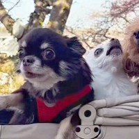 『写真を撮りたかっただけなのに…』4匹の犬をカートに入れて撮影しようとした結果→『情報量が多すぎる光景』が35万再生「渋滞してて草」