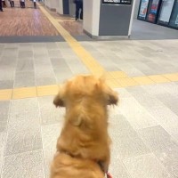 家族を駅までお迎えに来た大型犬→『遠くにいる』と気付いた瞬間に…想像を超える『喜び方』が尊すぎると反響「なんて羨ましい」「お利口さん」