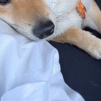 車の運転をしていたら、後部座席にいた犬が…まるで恋人のような『あざとすぎる行動』に2万いいね集まる「お顔が可愛すぎる」「たまらん」と悶絶