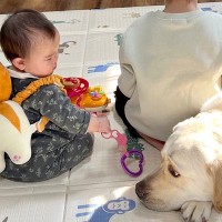 男の子に構ってもらえず拗ねる大型犬に、赤ちゃんが気付いてくれて…種族の壁を超えた『尊いやり取り』に1万いいね「幸せでお腹いっぱい…」