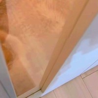 家に帰ったら、お留守番をしていた『ハスキー犬』が拗ねていて…無言でしていた『まさかの嫌がらせ』が46万再生「拗ね方ｗｗ」「愛おしい…」