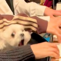 3姉妹でピアノの連弾をしていたら犬が乱入してきて…思いもよらない『まさかのブチギレ』が24万再生「なんでｗｗ」「わちゃわちゃたまらん」