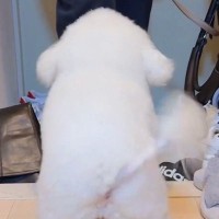 『玄関にいっちゃダメ』と教えられた犬→大好きな人が来ると…可愛すぎる『まさかの葛藤』に1万いいね「全然アウトで草」「いい笑顔過ぎるｗｗ」