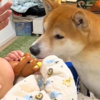 赤ちゃんが『おもちゃ』を持っていたら、2匹の犬が凝視して…『いいなあ』と見つめる光景が10万再生「もの欲しげな顔がｗ」「買ってあげたい」