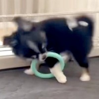 おもちゃを咥えた子犬→ウキウキで走り出した結果…愛おしいハプニングが『犬生1周目』すぎると12万再生「可愛い」「永遠に見ていられる」