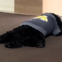 久しぶりに再会した『犬とお兄ちゃん』→トイレに行っただけなのに…ドアの前で見せた『悲壮感が溢れている光景』に反響「羨ましい」「可愛すぎ」