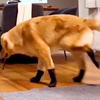 大型犬に初めて『靴』を履かせた結果…想像以上だった『まさかの動き方』が37万再生「ごめんなさい大爆笑しましたｗｗ」「おもろすぎる」と反響