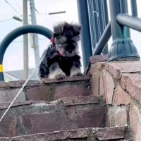 散歩の途中にある『階段』が怖くて、降りることができない子犬→1ヶ月後…別犬のような『成長っぷり』に反響「一生懸命で可愛い」「笑顔になる」