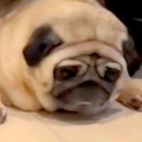 仕事中、友人からLINE→預けた愛犬が送られてきたので確認した結果⋯『まさかの状況』が382万再生「絶望の表情ｗｗ」「私も預かりたい」