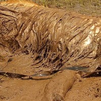 大型犬とドライブデートしていたら、20分後に…もはや犬とは思えない『衝撃の光景』が30万表示「大笑いしたｗｗ」「やり切ってドヤ顔なの草」