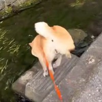 わざわざ『人が歩けない散歩コース』を進もうとする犬→飼い主を撒こうとする光景が206万再生「やりたい放題ｗｗ」「わたしなら撒かれてる」