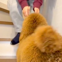 『階段が登れない』とアピールする犬→抱っこをおねだりしてきて…『まるで赤ちゃんのような行動』が話題「飛び乗りあんよが可愛すぎる」