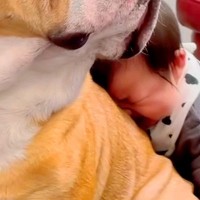 ママに叱られて号泣する赤ちゃん→状況を察した犬が…本当のお兄ちゃんのような『神対応』が592万再生「最高」「慰めてもらいに行くの可愛い」