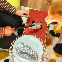 ストーブで芋を焼いていたら『犬2匹と猫』も集まってきて…平和すぎる『焼き芋パーティー』が21万再生「団欒で羨ましい」「お目目キラキラ」